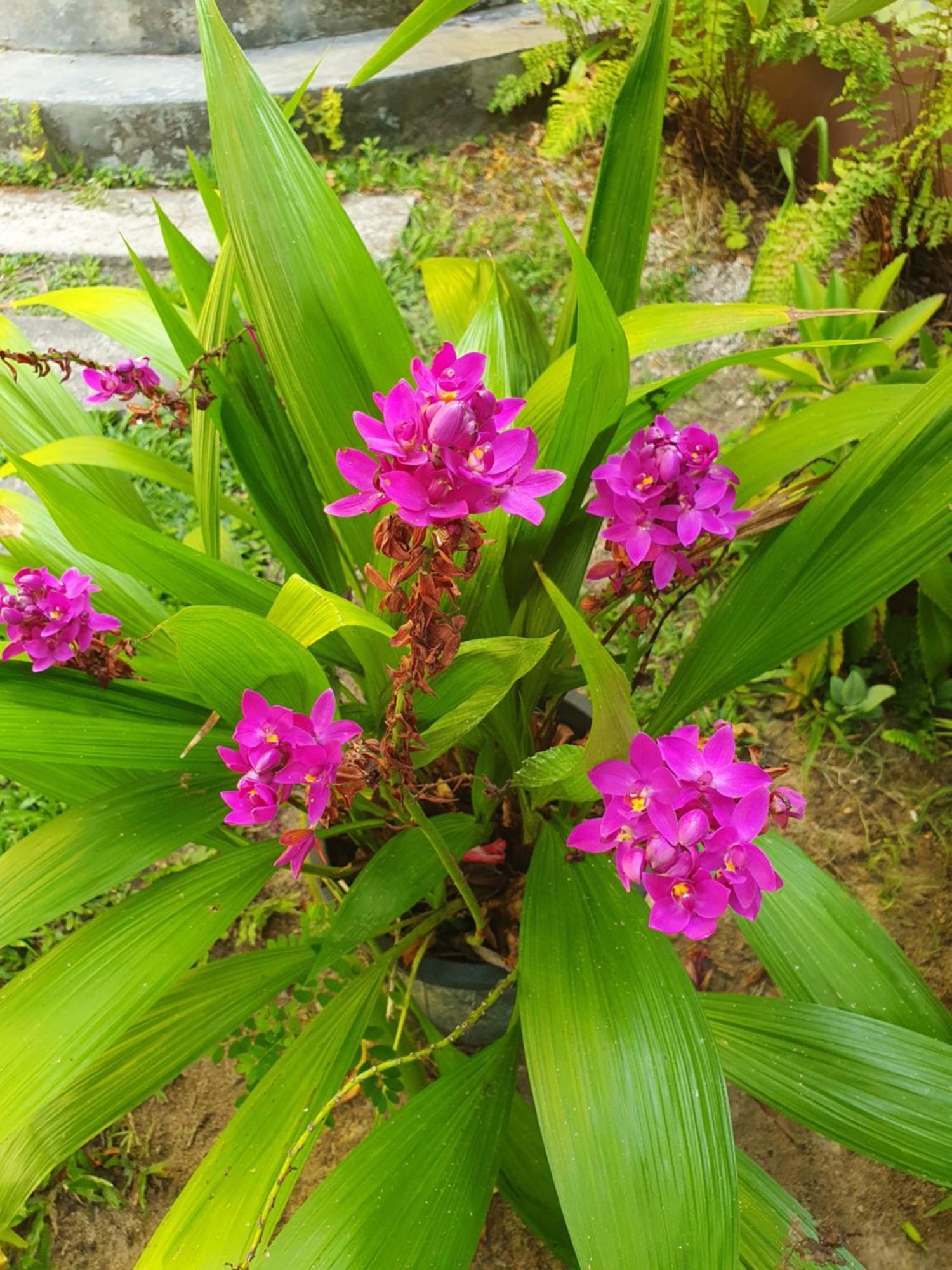Bucaneiros Inn